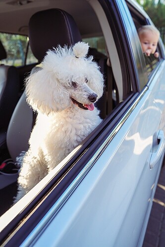 Foto da Mel com o carro PARADO kkkkkk
