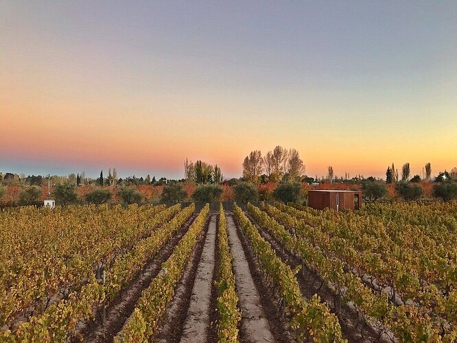 Vinhedo Mendoza Hotel