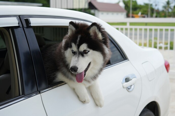 Flocão ama pegar um ar mas se comporta em segurança na estrada