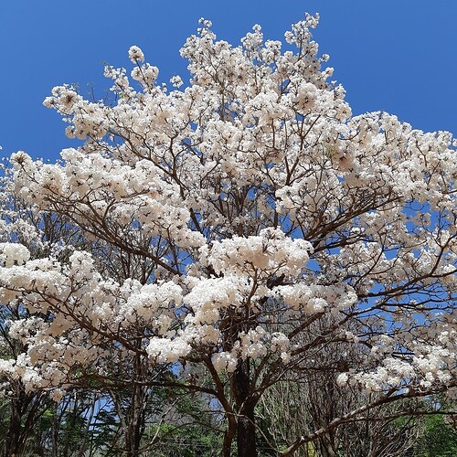 Jardim Botânico de Brasília
