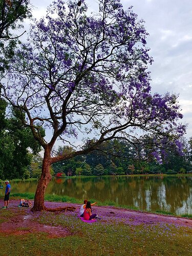 Parque Ibirapuera - São Paulo