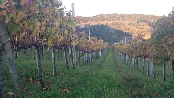 Vinícola Villaggio Bassetti