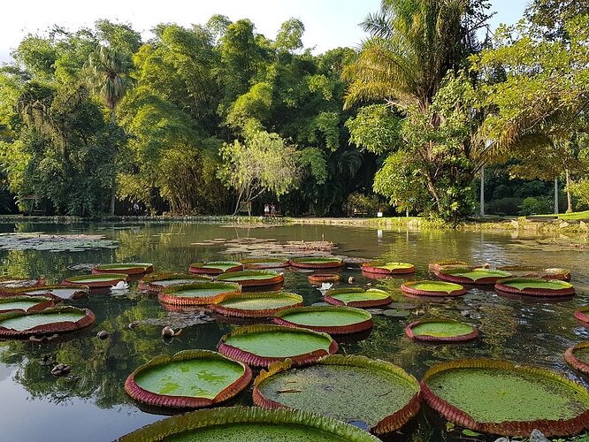 jardim botanico