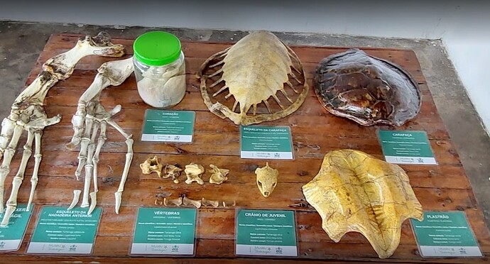 Museu das Tartarugas Marinhas - Ecoassociados