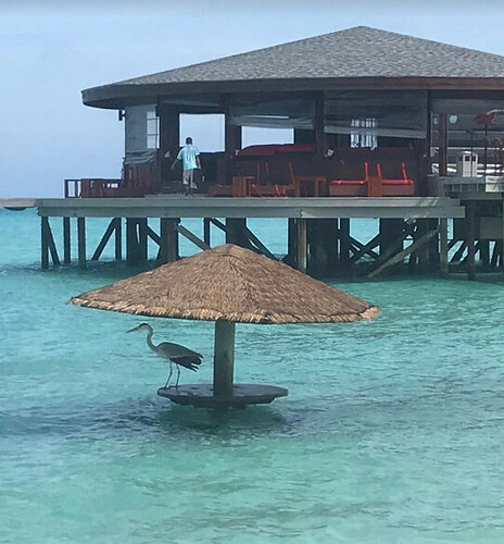 Pode consumir bebida alcoólica nas Maldivas?