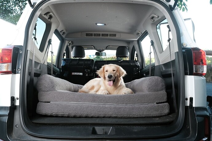 Bob, meu cachorro nas paradinhas em viagens de carro