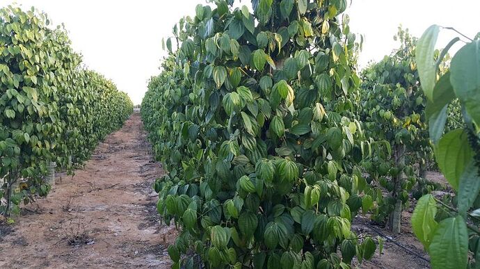 Fazenda de pimenta, Espírito Santo