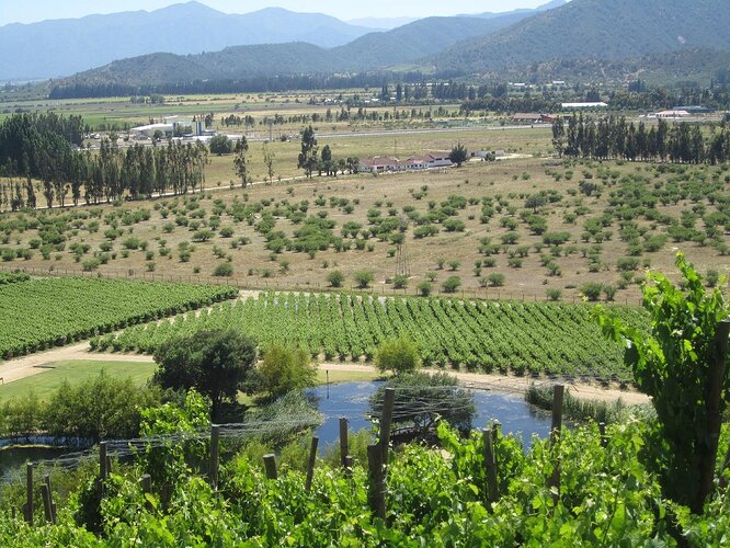 casablanca-valley-wine