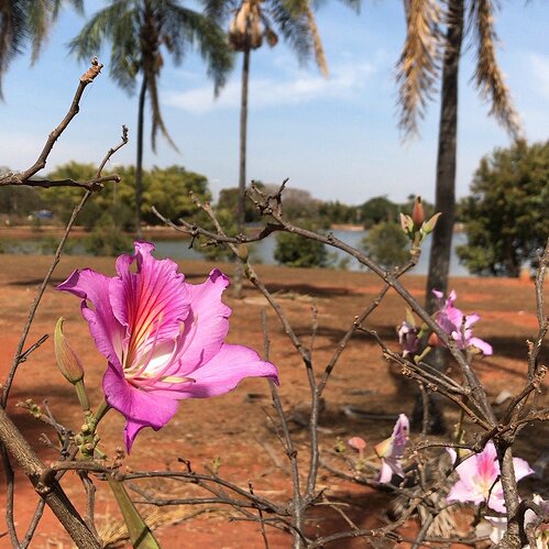 Parque da Cidade Sarah Kubitschek