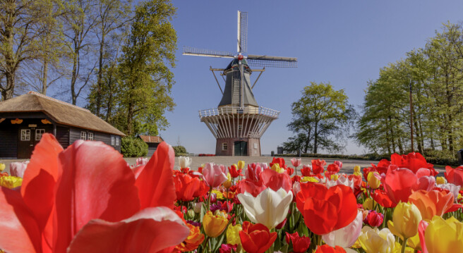 Onde ver campos de tulipas na Holanda em abril?