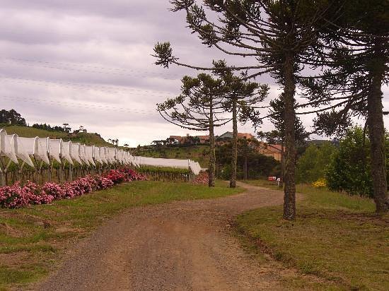Vinícola São Joaquim