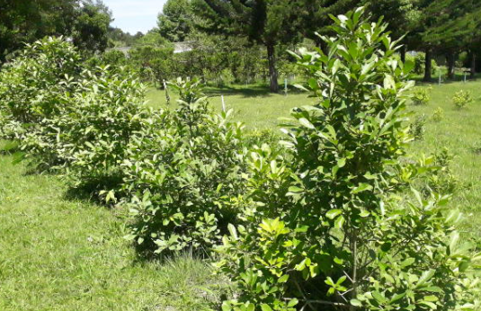 plantações de erva-mate no Paraná