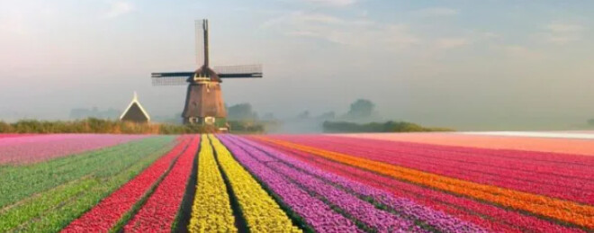 Onde ver campos de tulipas na Holanda em abril?