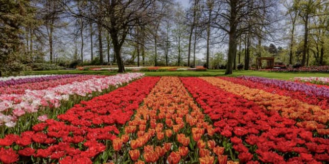 Onde ver campos de tulipas na Holanda em abril?