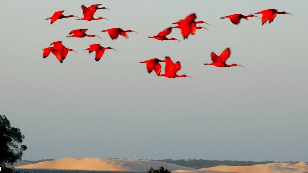 Vale a pena visitar o Delta do Parnaíba?