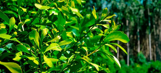 plantações de erva-mate no Paraná