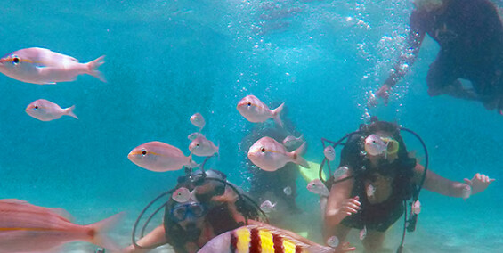 Como é a experiência de mergulho nos Parrachos de Maracajaú?